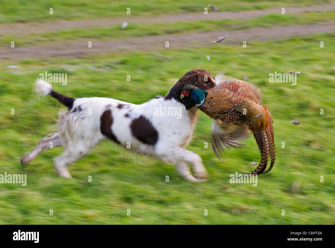 Englisch Springer Spaniel abrufen Ring – Necked Fasan nach schießen - Yorkshire, England Stockfoto