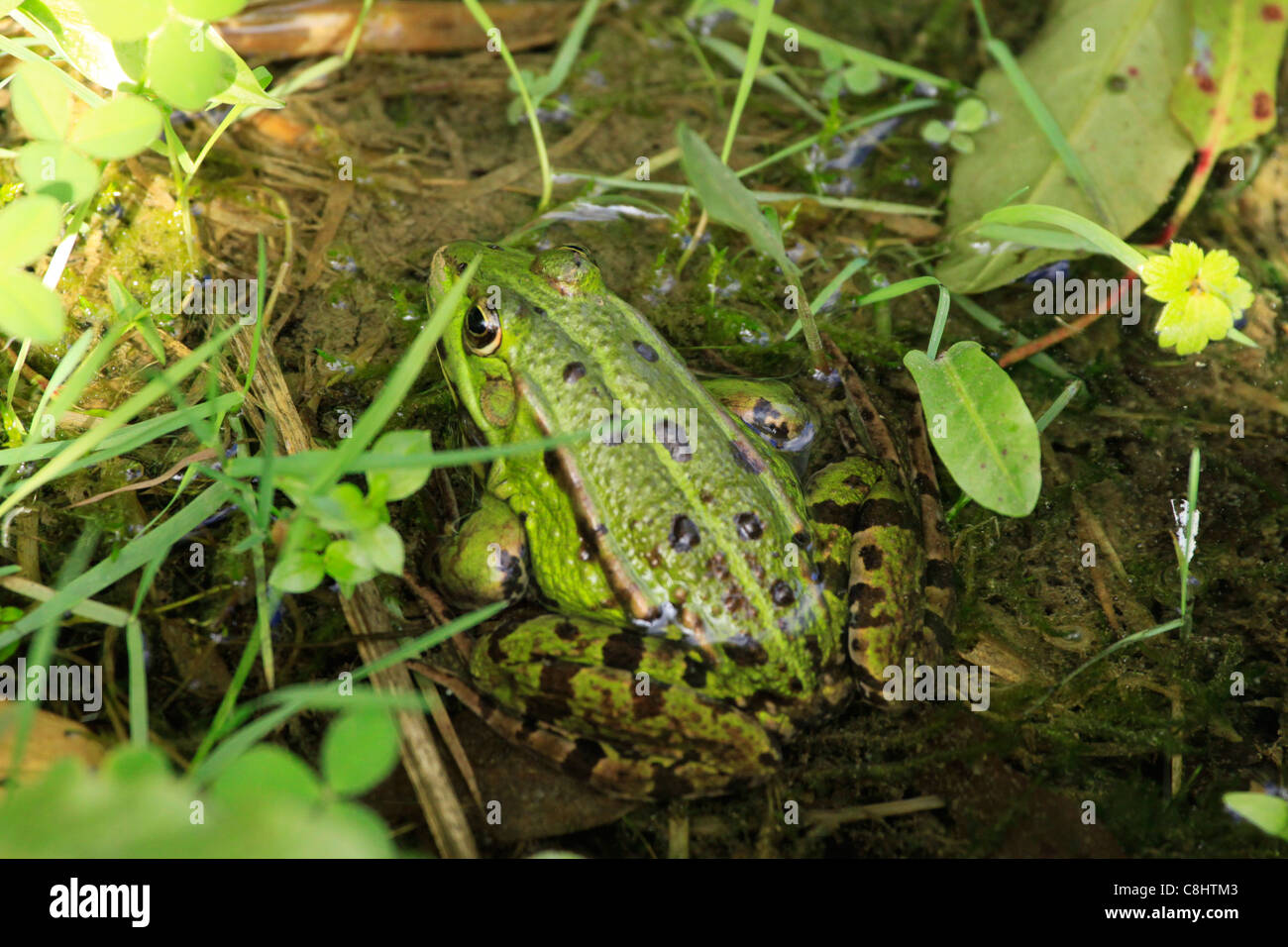Pool Frosch essbare Frosch, Grenouile Stockfoto