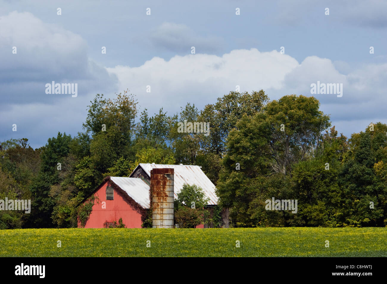 Rote Scheune und Bereich der Sojabohnen in Clark County, Indiana Stockfoto