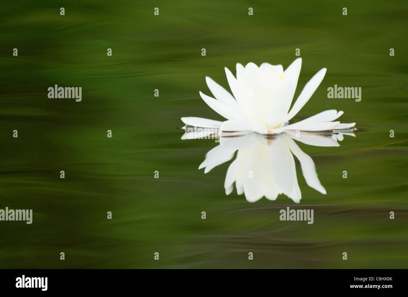 Reflexion der Weiße Seerose auf dem grünen Wasser Stockfoto