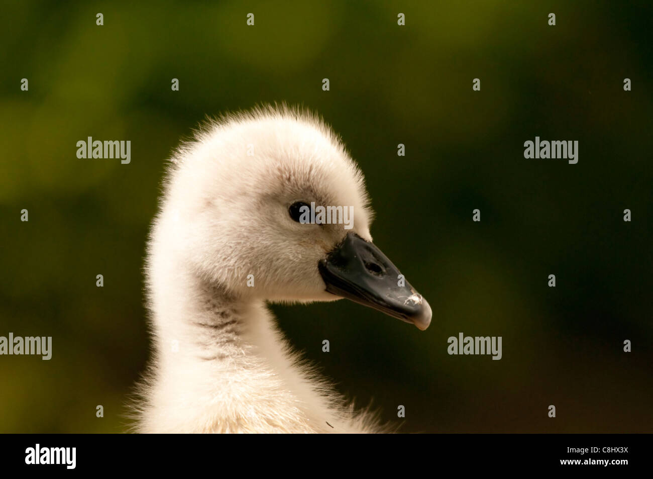 Stummer Schwan (cygnus olor) Stockfoto Stummer Schwan (cygnus olor) Stockfoto