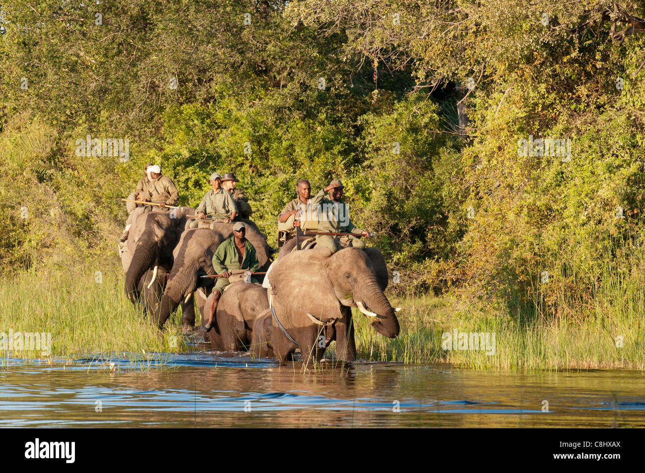 Elephant back Safari, Abu Camp, Okavango Delta, Botswana Stockfoto