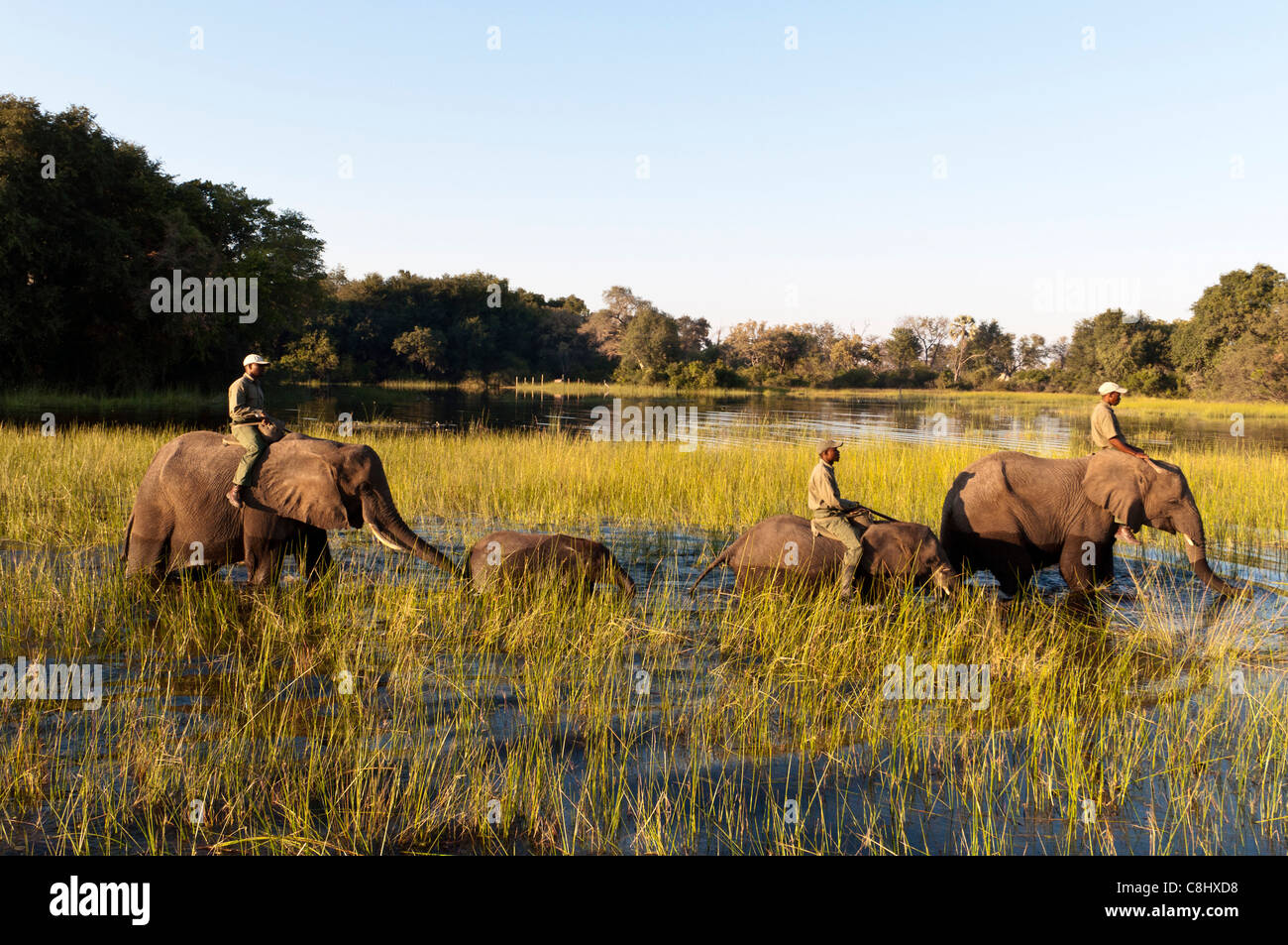 Elephant back Safari, Abu Camp, Okavango Delta, Botswana Stockfoto