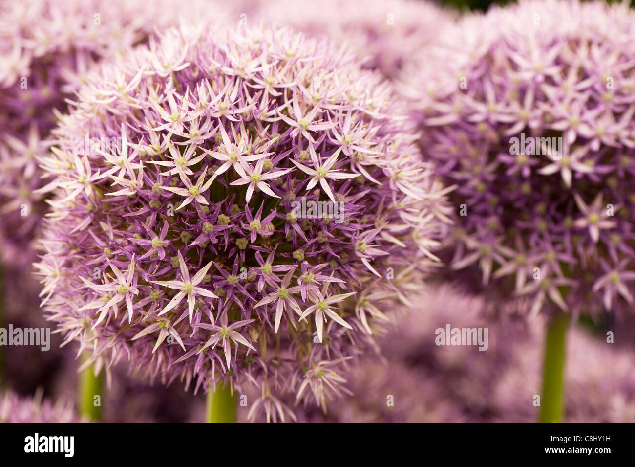 Lila runde blumen Fotos und Bildmaterial in hoher Auflösung Alamy