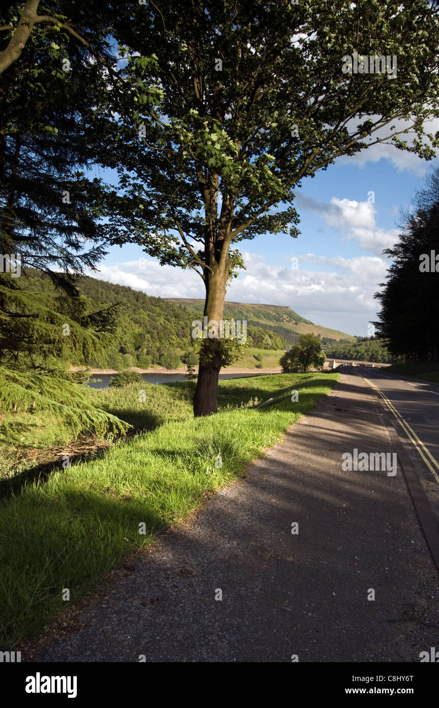 Einsamer Baum Stockfoto
