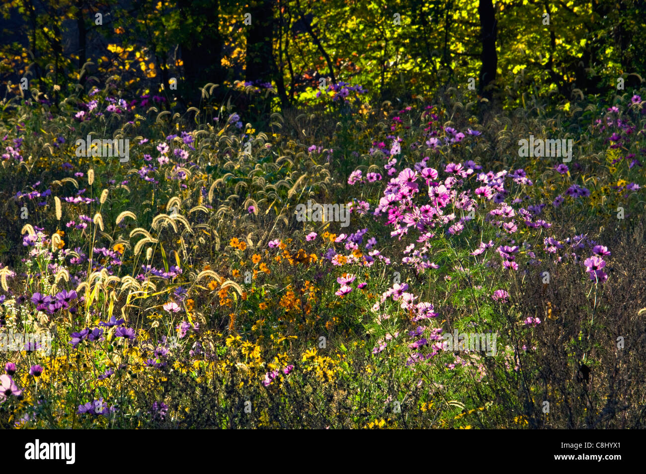 Gegenlicht Herbst Wildblumen Wiese am Mount Saint Francis in Floyd County, Indiana Stockfoto