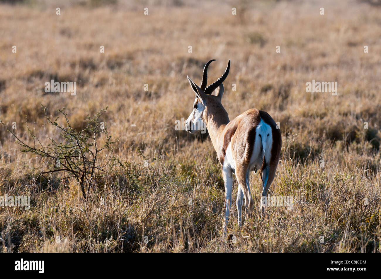 Springbock (Antidorcas Marsupialis), Deception Valley, Central Kalahari Game Reserve, Botswana. Stockfoto