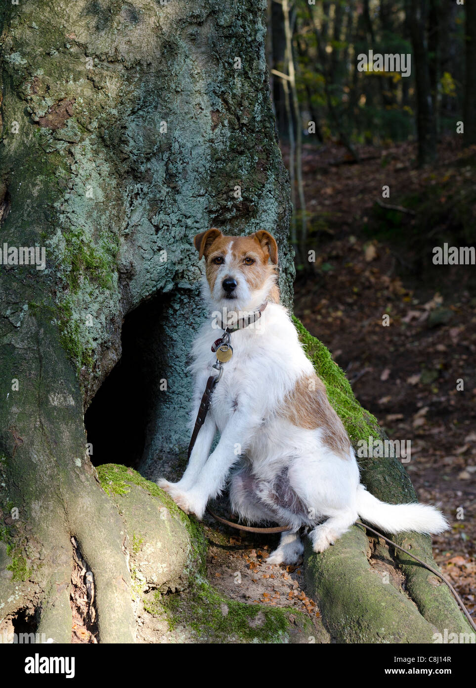 Jack Russell Terrrier sitzen vor Baumhöhle Stockfoto