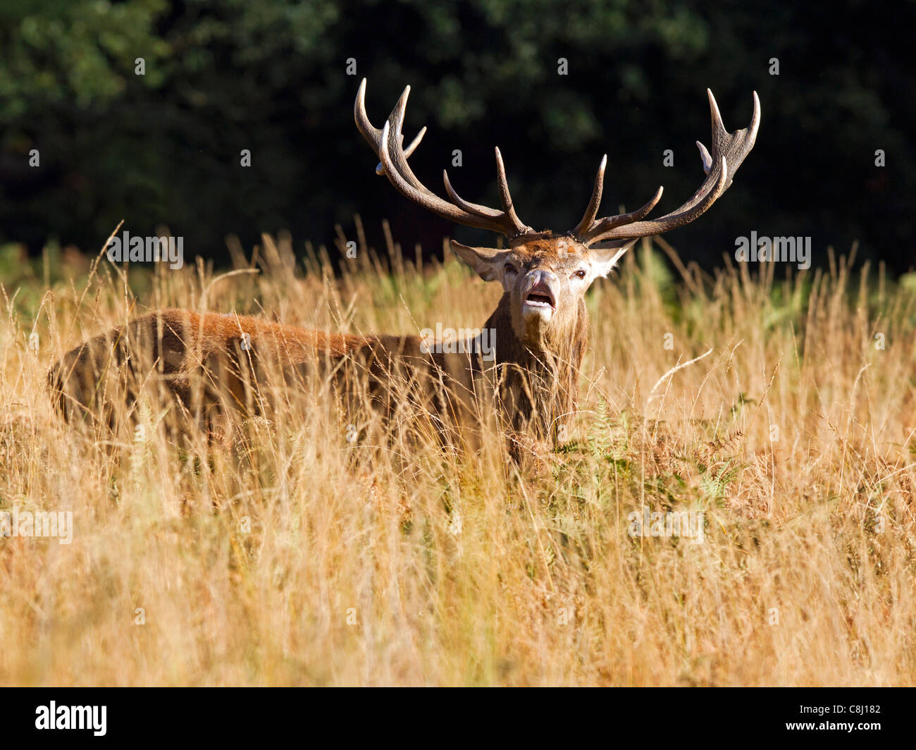 Rotwild-Hirsch während der Brunft Stockfoto