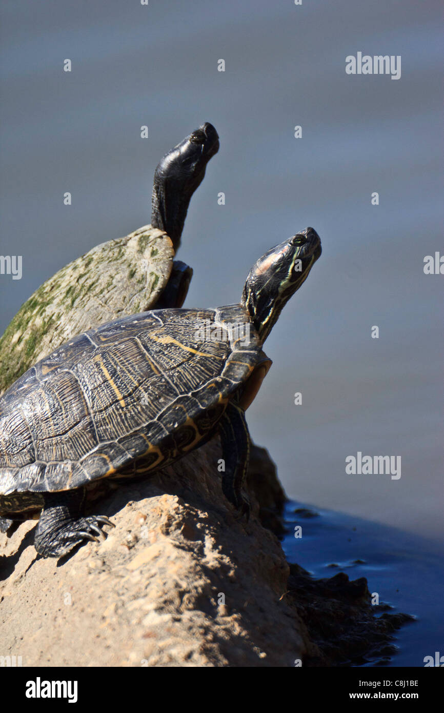 Rot-eared Slider, Texas aquatische Schildkröten, Schildkröte, melden Sie sich, im Sumpf, Tier, ist Scripta Elegans Stockfoto