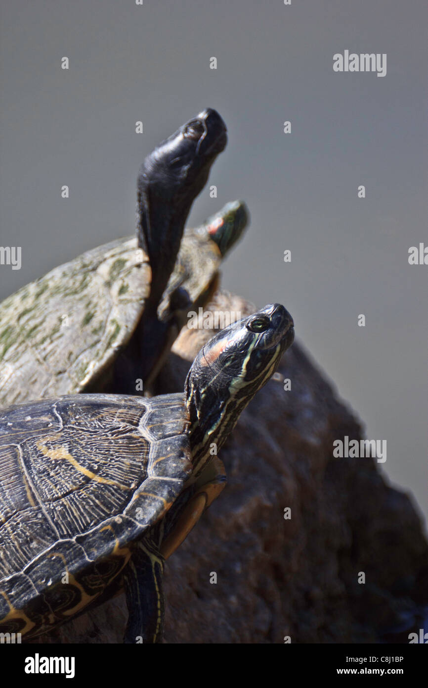 Rot-eared Slider, Texas aquatische Schildkröten, Schildkröte, melden Sie sich, im Sumpf, Tier, ist Scripta Elegans Stockfoto