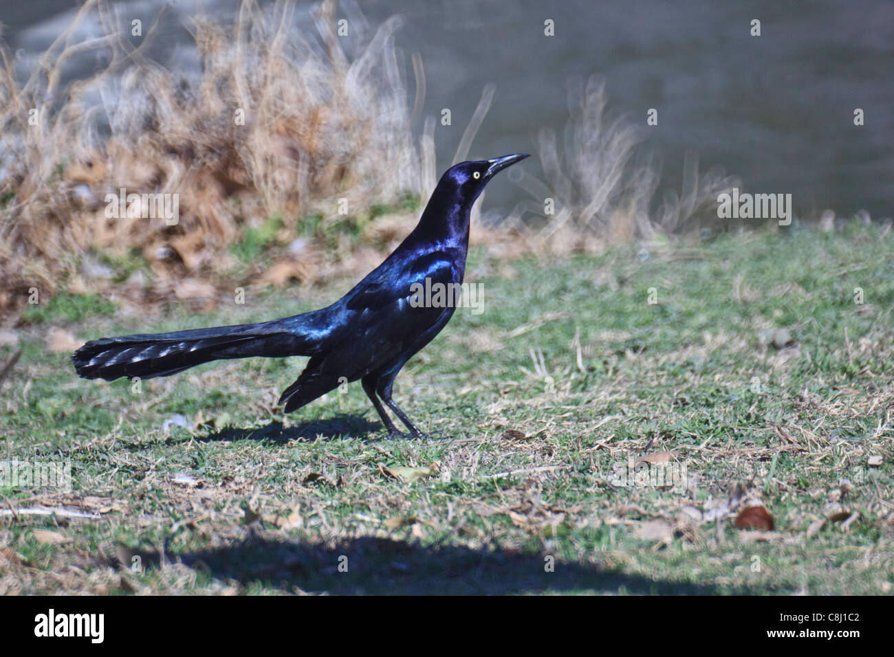 Amsel Great Tailed Grackle Icteridae Familie Botaniker Vogel Plano Quiscalus Mexicanus Texas Tx Usa Vogel Stockfotografie Alamy