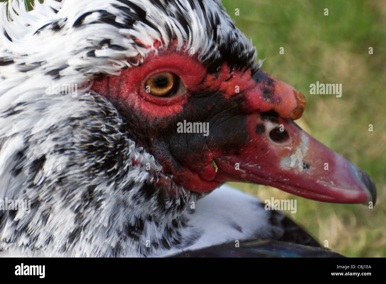 Cairina Moschata, Detail, Kopf, Schnabel, Enten, Männlich, Muscovy Enten, Richardson, Texas, TX, USA Stockfoto