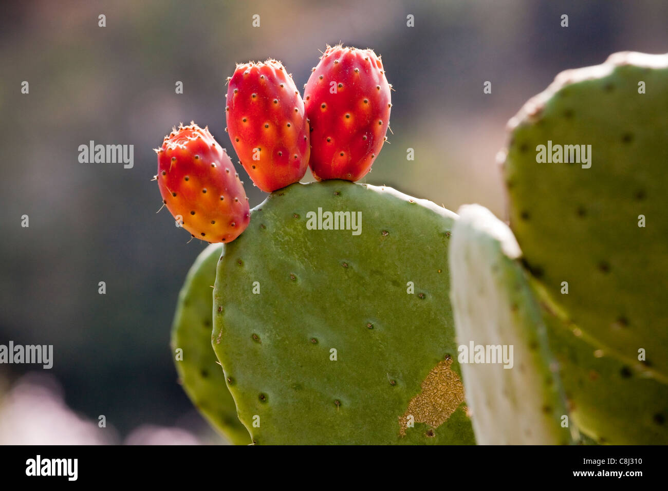 Kaktus mit Obst, Costa Blanca, Spanien. Stockfoto