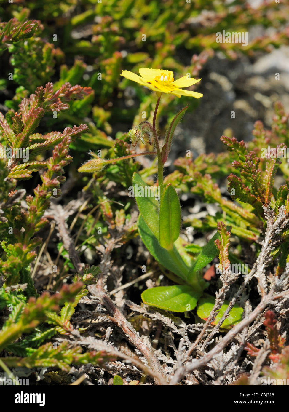 Gefleckte Rock-Rose, Tuberaria Guttata, ganze Pflanze Stockfoto