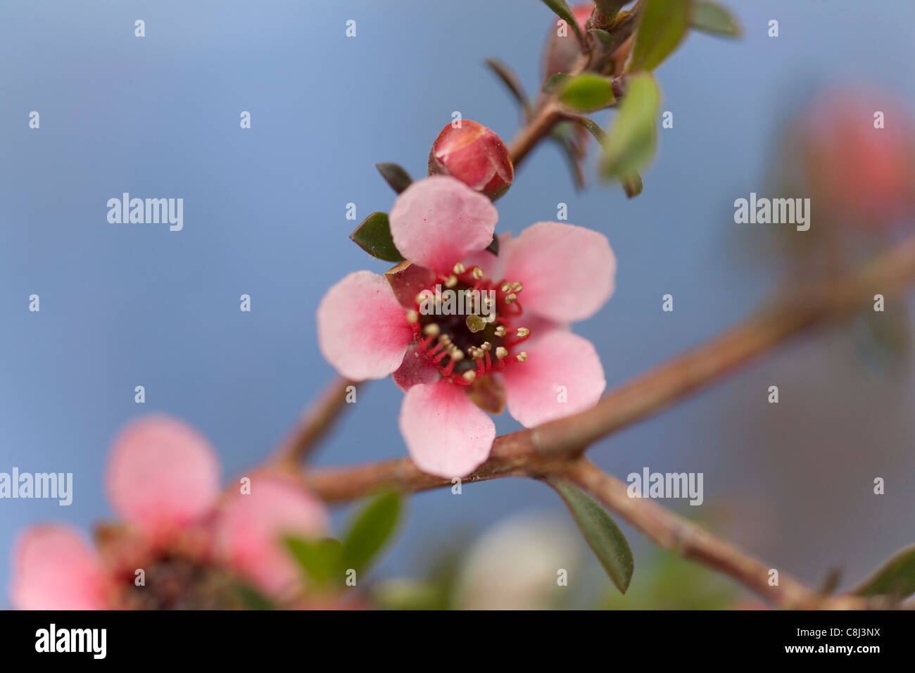 Tee-Baum-Blume Stockfoto