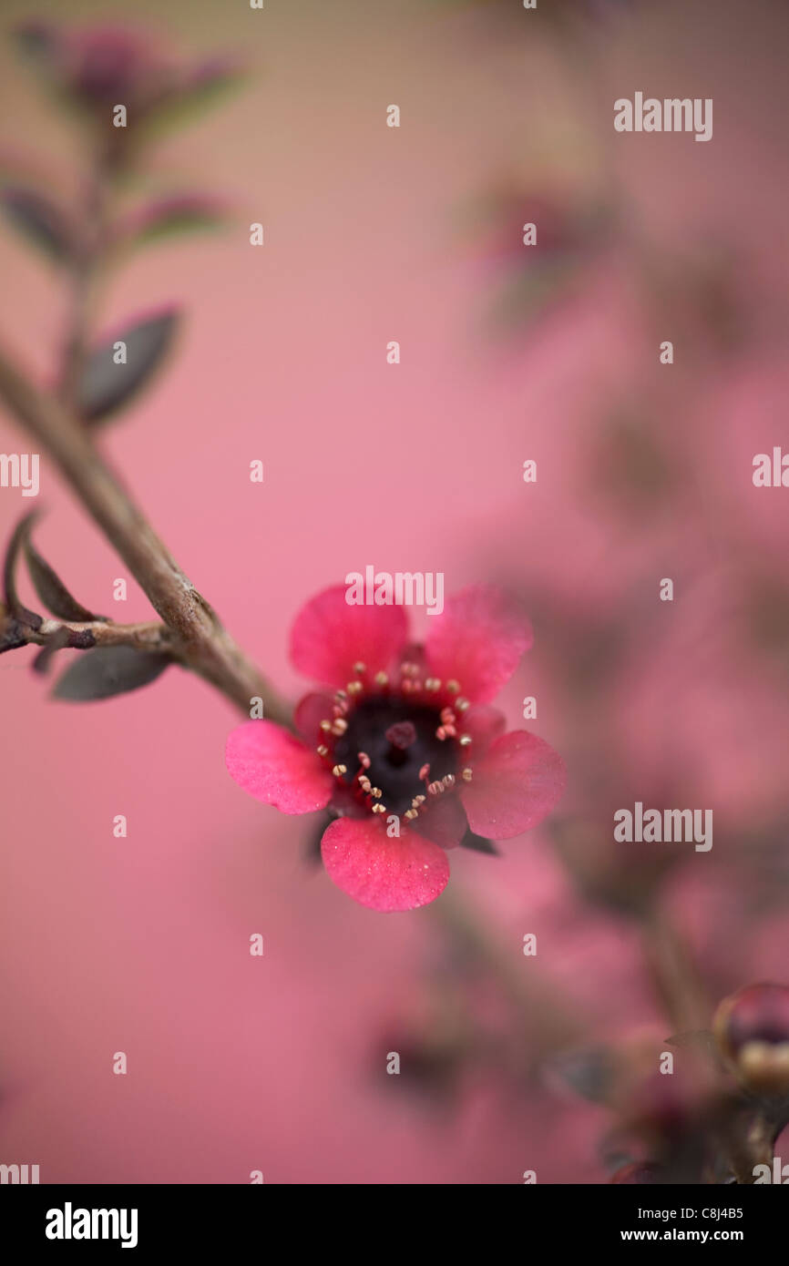 Manuka Blume Stockfoto