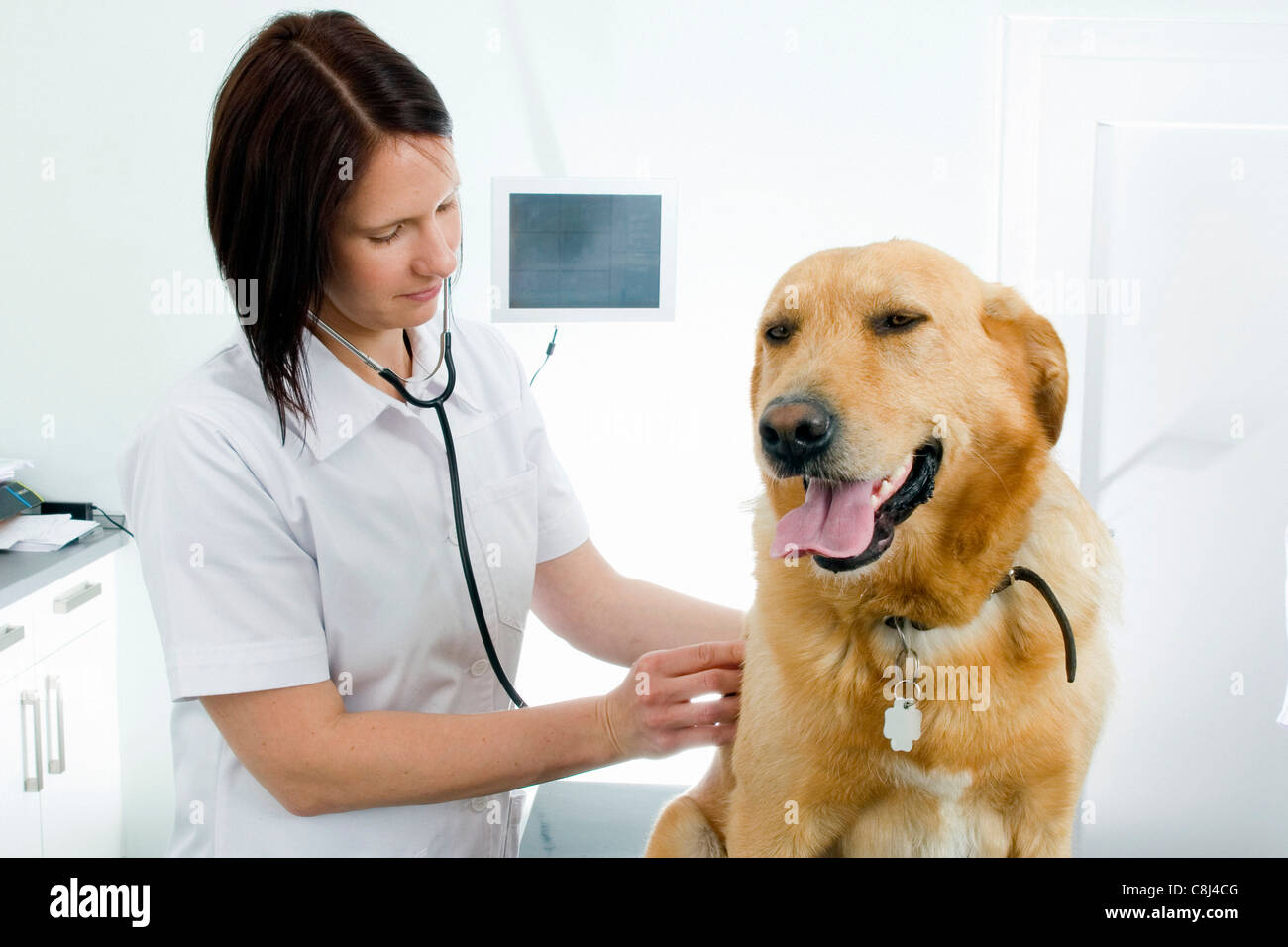 Tierarzt, Tierarzt, Tierarzt, üben, prüfen, untersuchen, Haustier, Haustier, krank, krank, Hund, Hund Illnes Stockfoto