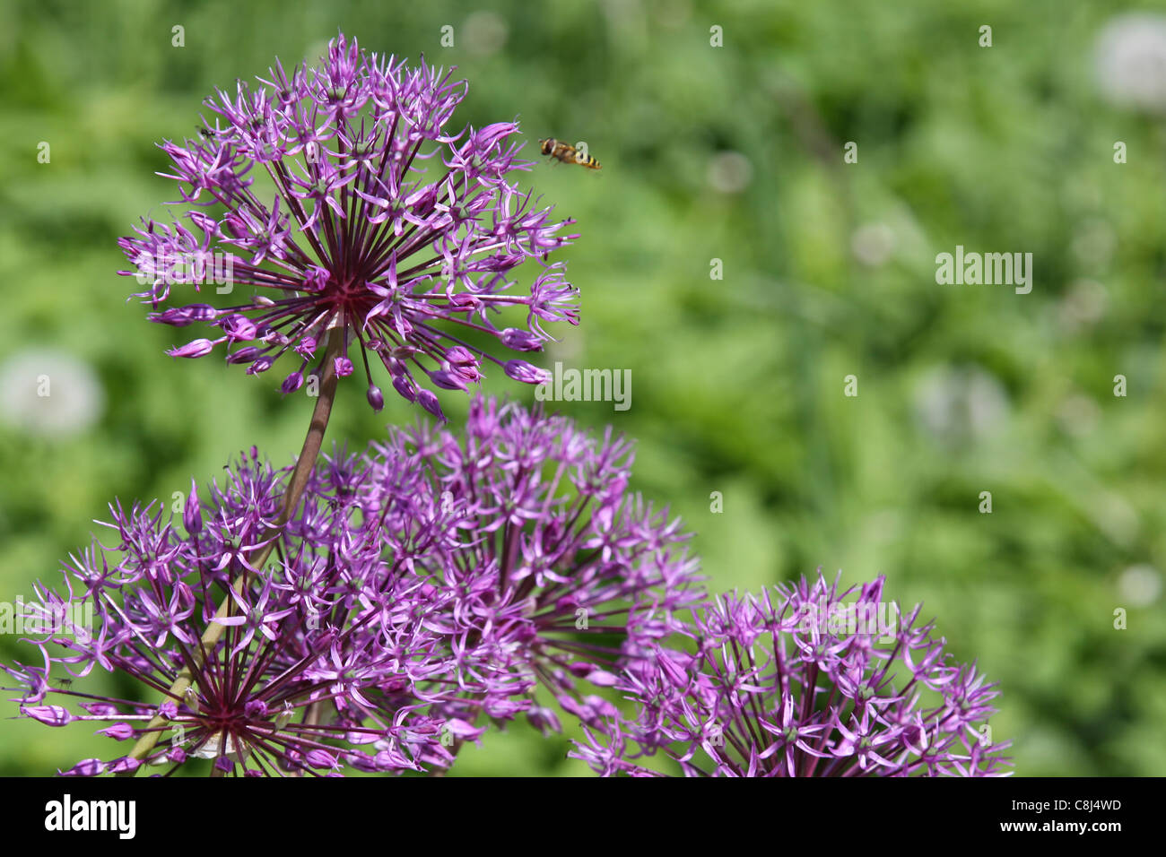 Allium Sphaerocephalon - violetten Blüten und fliegende Biene Stockfoto