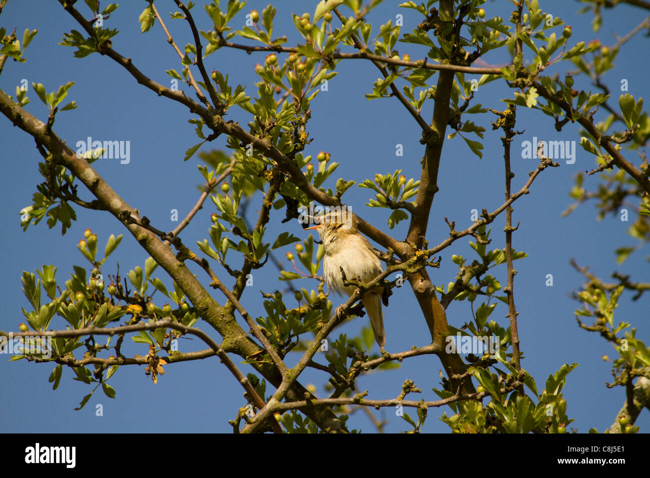 Ein Schilfrohrsänger (Acrocephalus Schoenobaenus) singt in einem Weißdorn Gebüsch Fen Drayton RSPB Reserve in Cambridgeshire Stockfoto