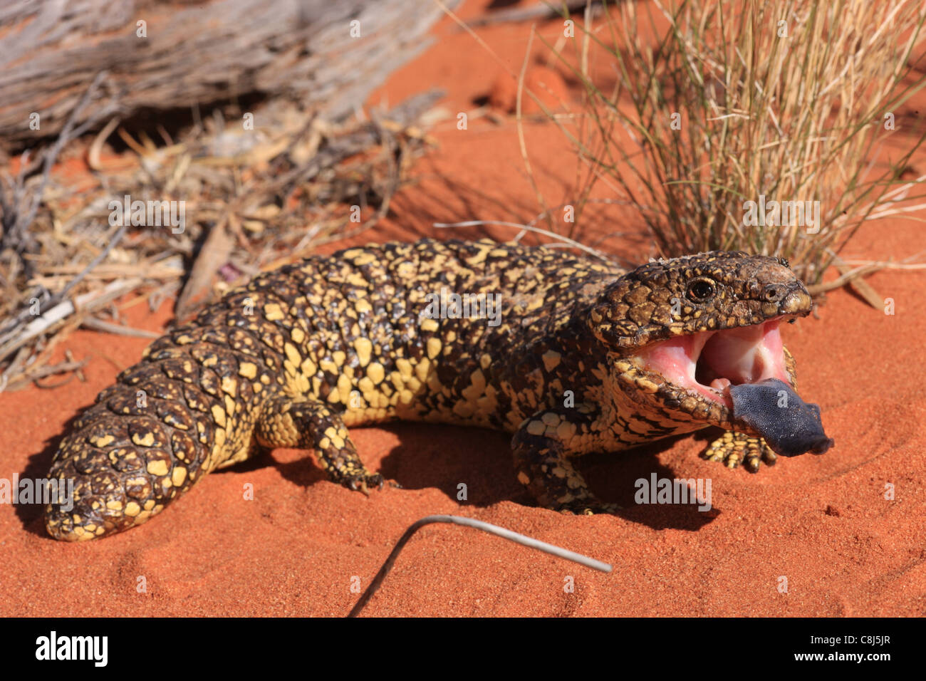 Blau-genutet Skink, Tiliqua Rugosa, Australien, Bobtail Eidechse, verschlafene Eidechse, stumpy Tail, Reptil, blaue Zunge Stockfoto