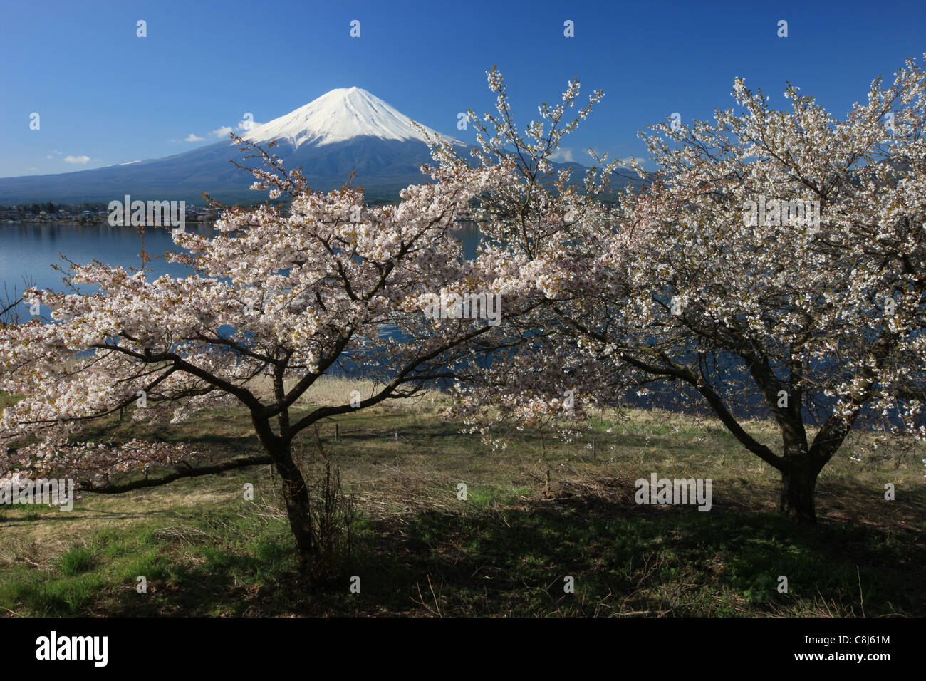 Mount Fuji, Honshu, Japan, Asien, Sakura, Kirschblüte, Baum, Japanische Alpen, Fujisan, Fujiyama, Sonnenaufgang, Vulkankegel, Vulkan Stockfoto