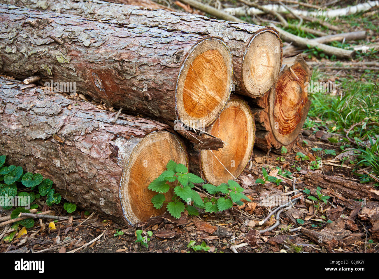 Protokoll-Stapel in einem Wald. Gesägtes Holz aufgeschichtet. Stockfoto