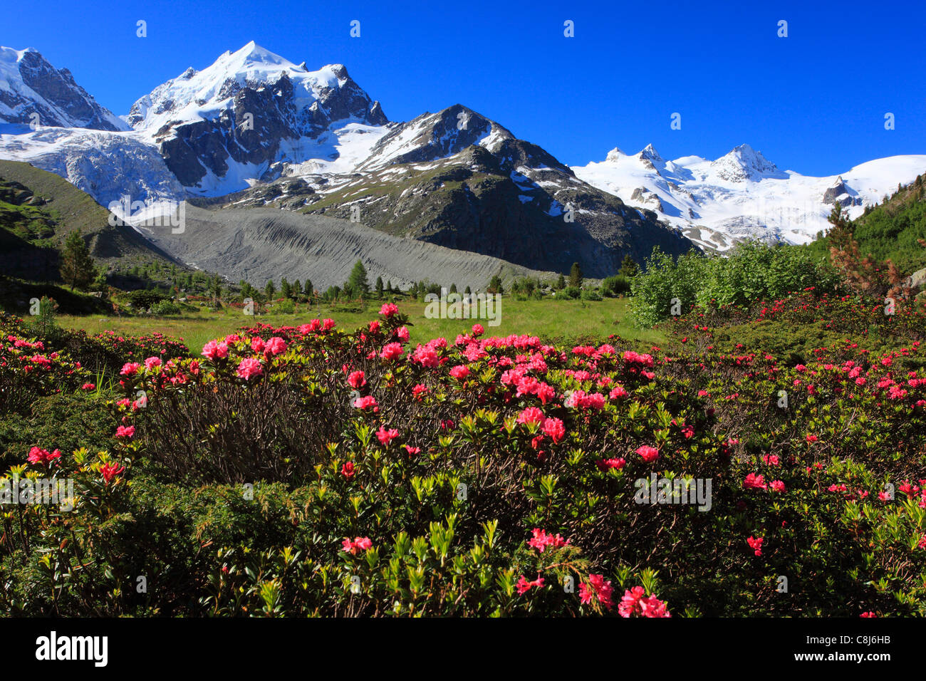Alpenrose Flowers Stockfotos & Alpenrose Flowers Bilder Seite 2 Alamy
