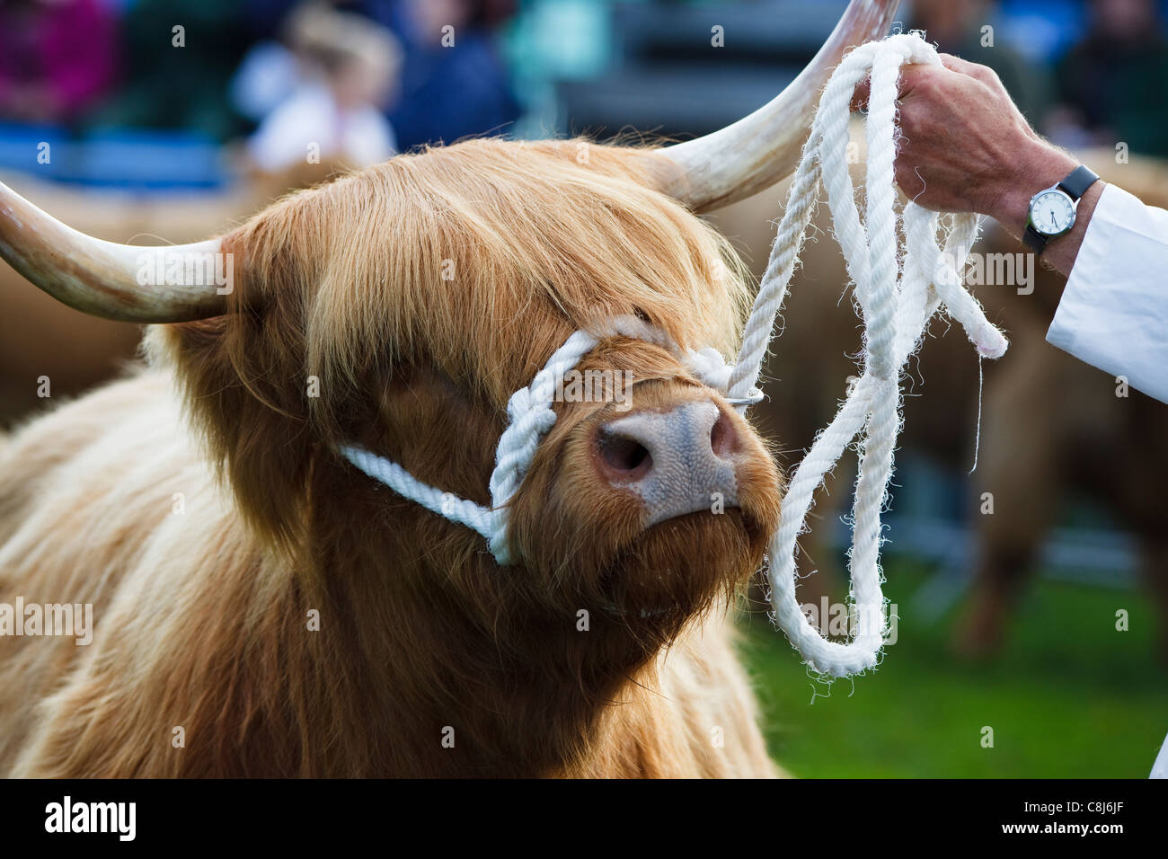 Highland Kuh auf einem Land Fair, Glasgow, Schottland, Großbritannien Stockfoto