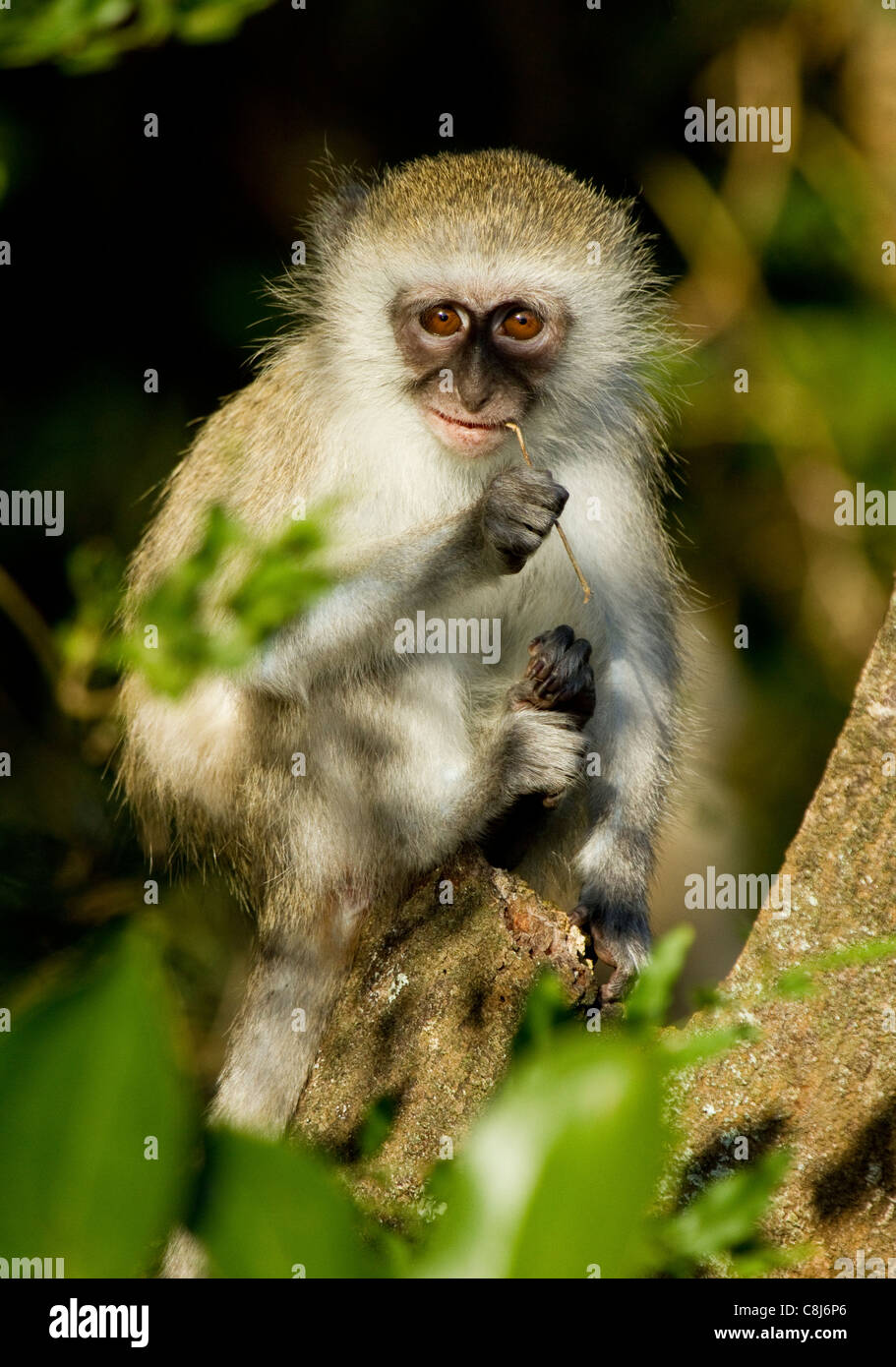 Vervet Affen Baby Südafrika Stockfoto