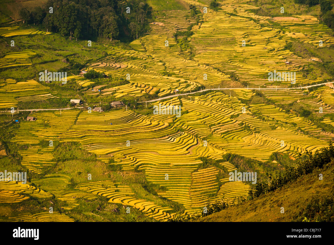 Reis-Terrassen, Nord-Vietnam Stockfoto