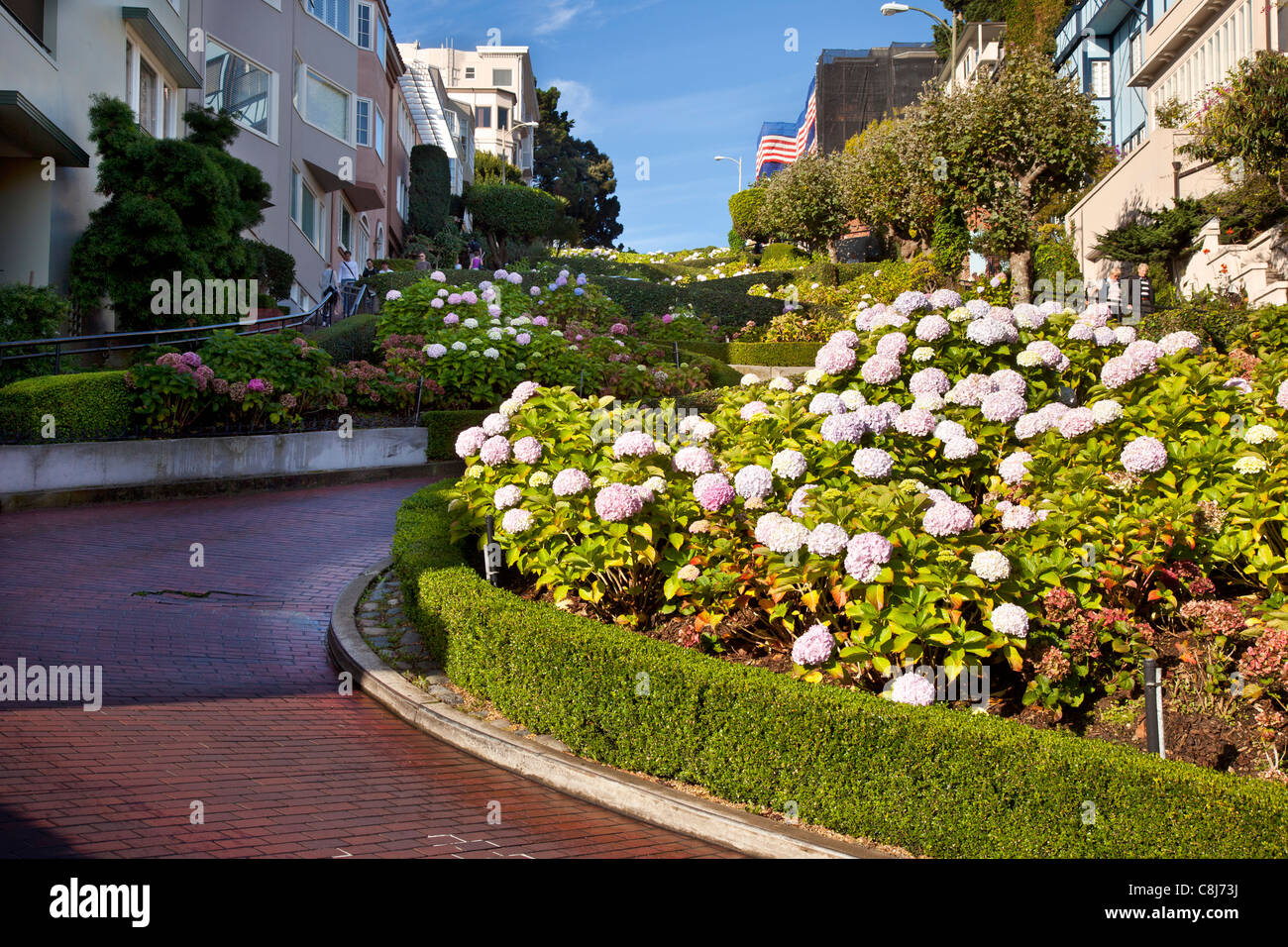 Blumen gesäumten Lombard Street in San Francisco Kalifornien, USA Stockfoto