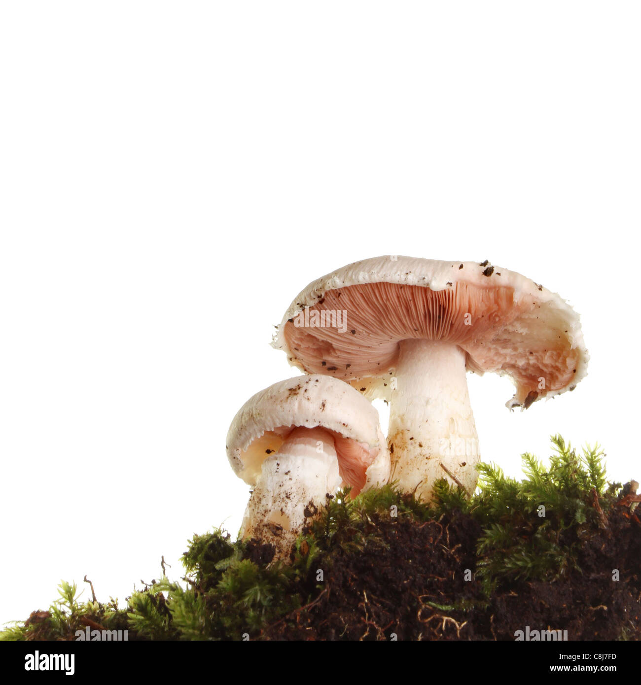 Zwei wilde Pilze, die Ansicht von unten gegen einen weißen Hintergrund Stockfoto