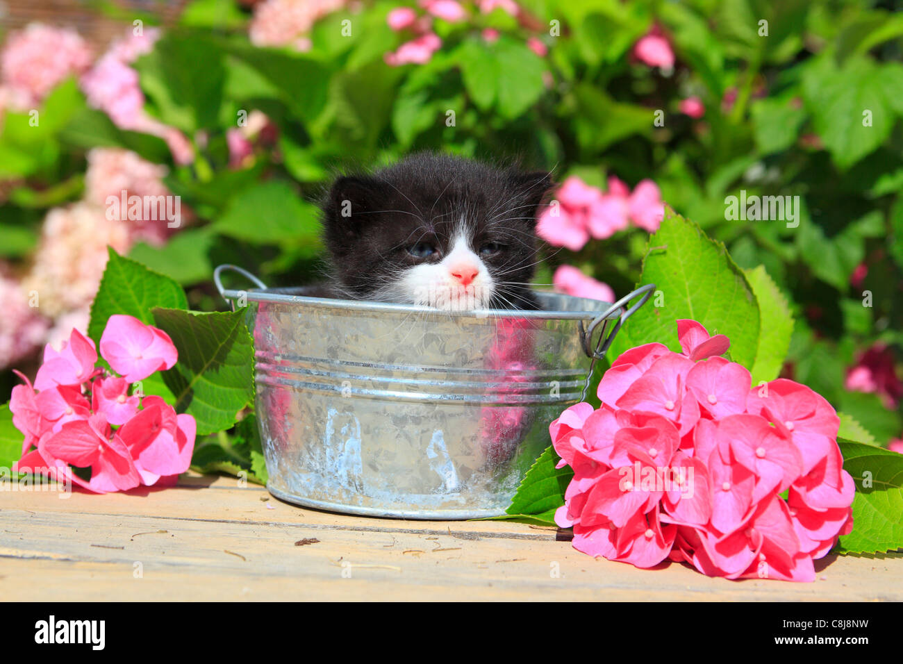 3 Wochen, Blume, Blumen, Garten, Haus, Haus, Tier ...