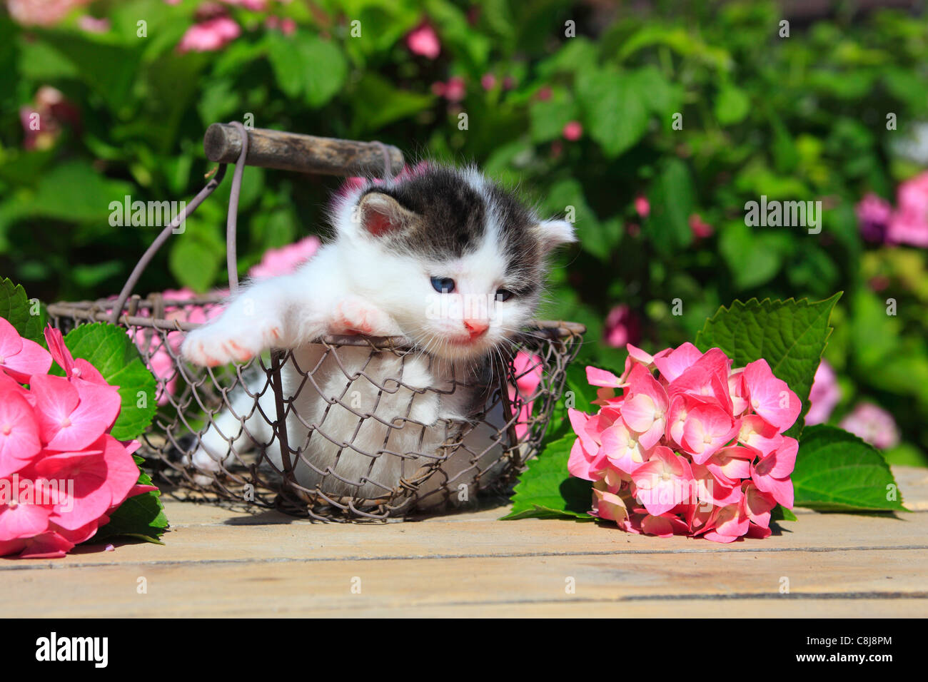 3 Wochen, Blume, Blumen, Garten, Haus, Haus, Tier, Haustier, Haustier