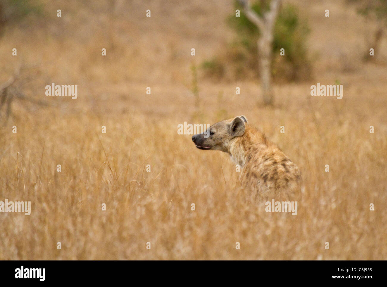Hyäne Südafrika entdeckt Stockfoto