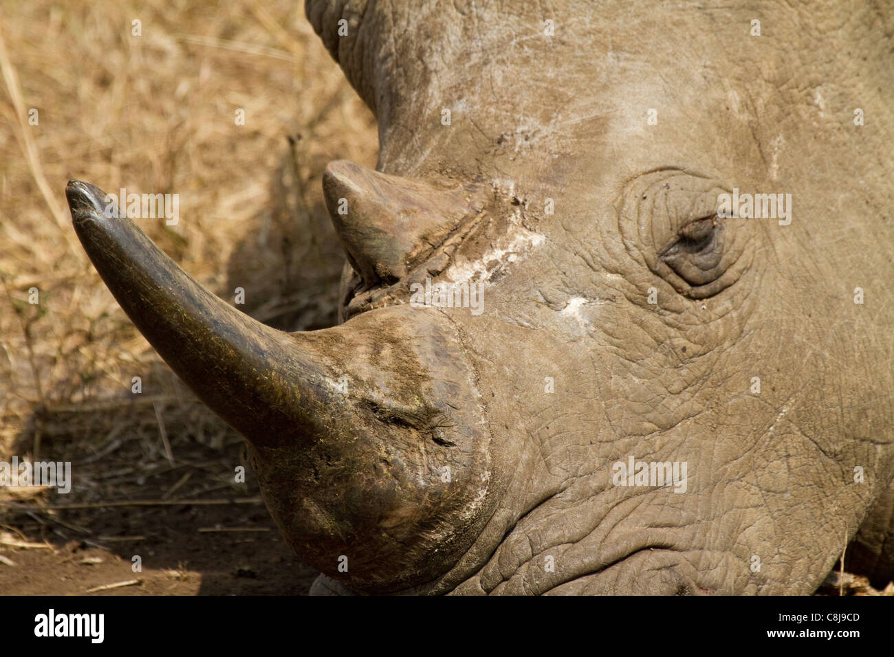 Nashorn kopf -Fotos und -Bildmaterial in hoher Auflösung – Alamy