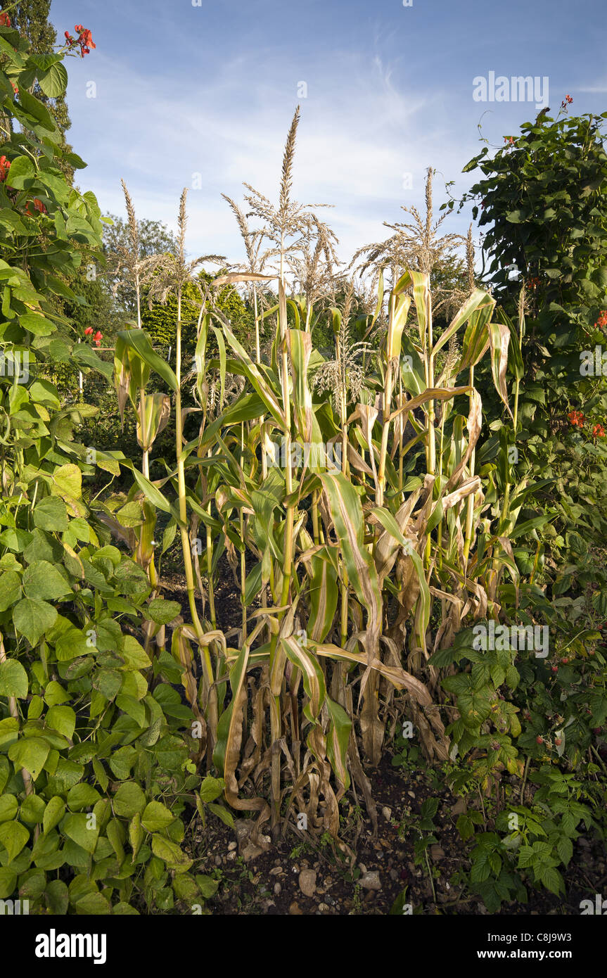 Zuckermais wachsen auf eine Zuteilung, Hampshire, England, UK Stockfoto