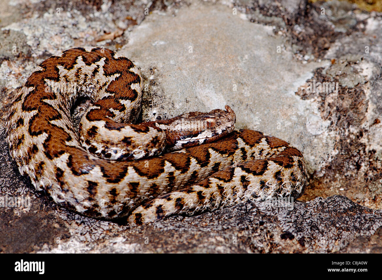 Viper, Viper, Addierer, Nattern, Nase-gehörnte Viper, Vipera Ammodytes Meridionalis, Schlange, Schlangen, Reptilien, Reptilien, Gesamtansicht, Stockfoto