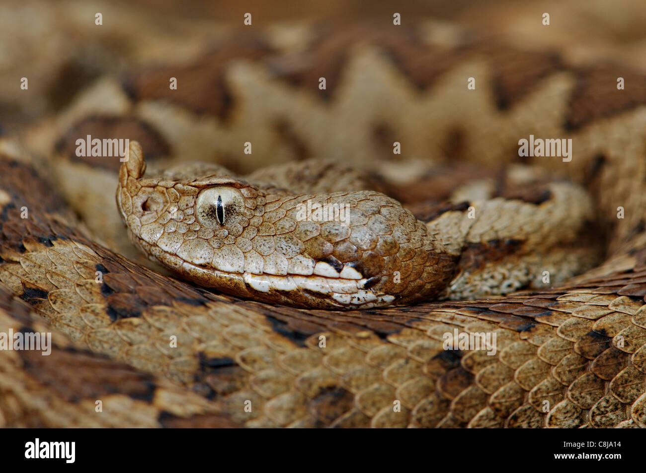 Viper, Viper, Addierer, Nattern, Nase-gehörnte Viper, Vipera Ammodytes Meridionalis, Schlange, Schlangen, Reptilien, Reptilien, Porträt, prot Stockfoto