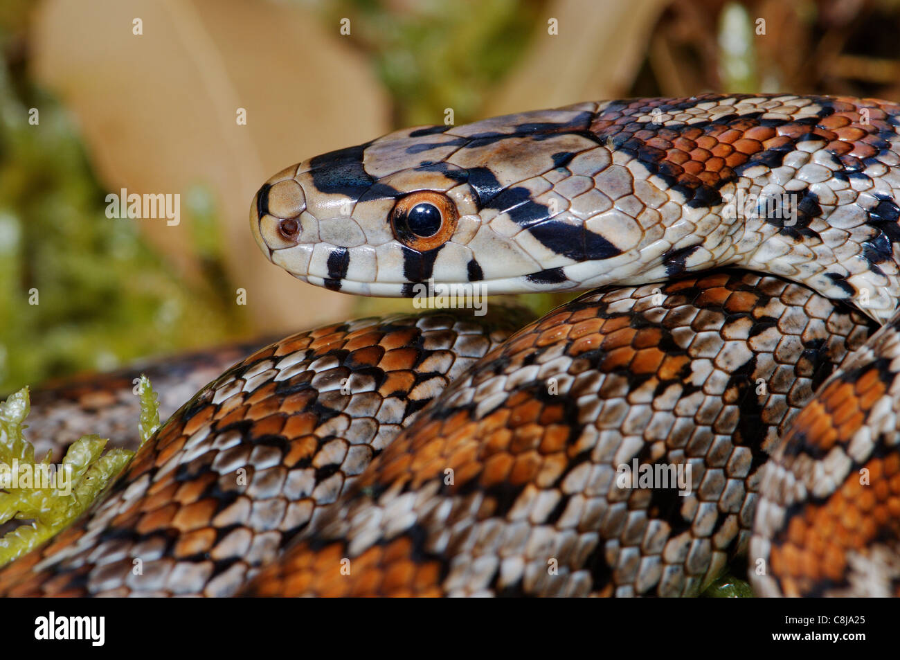 Schlange, Schlangen, Leopard Schlange, Zamenis Situla, Schmuckstück Schlange, Reptil, Reptilien, Porträt, geschützt, gefährdet, Griechenland, Griechisch, Stockfoto