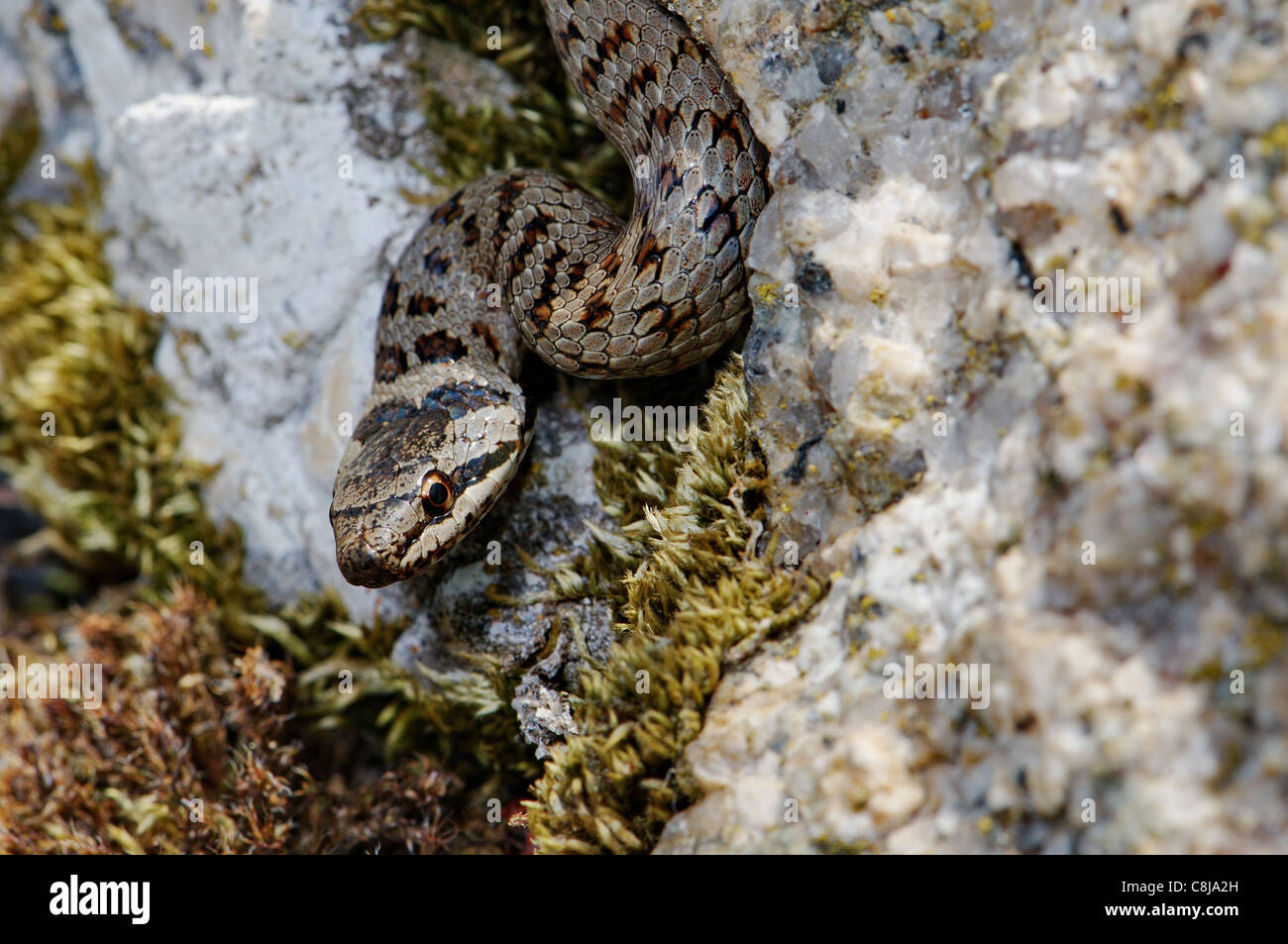 Schlingnatter Coronella Austriaca, Schlange, Schlangen, Reptilien, Reptilien, Porträt, geschützte, gefährdete, indigene, nicht giftige, Stockfoto