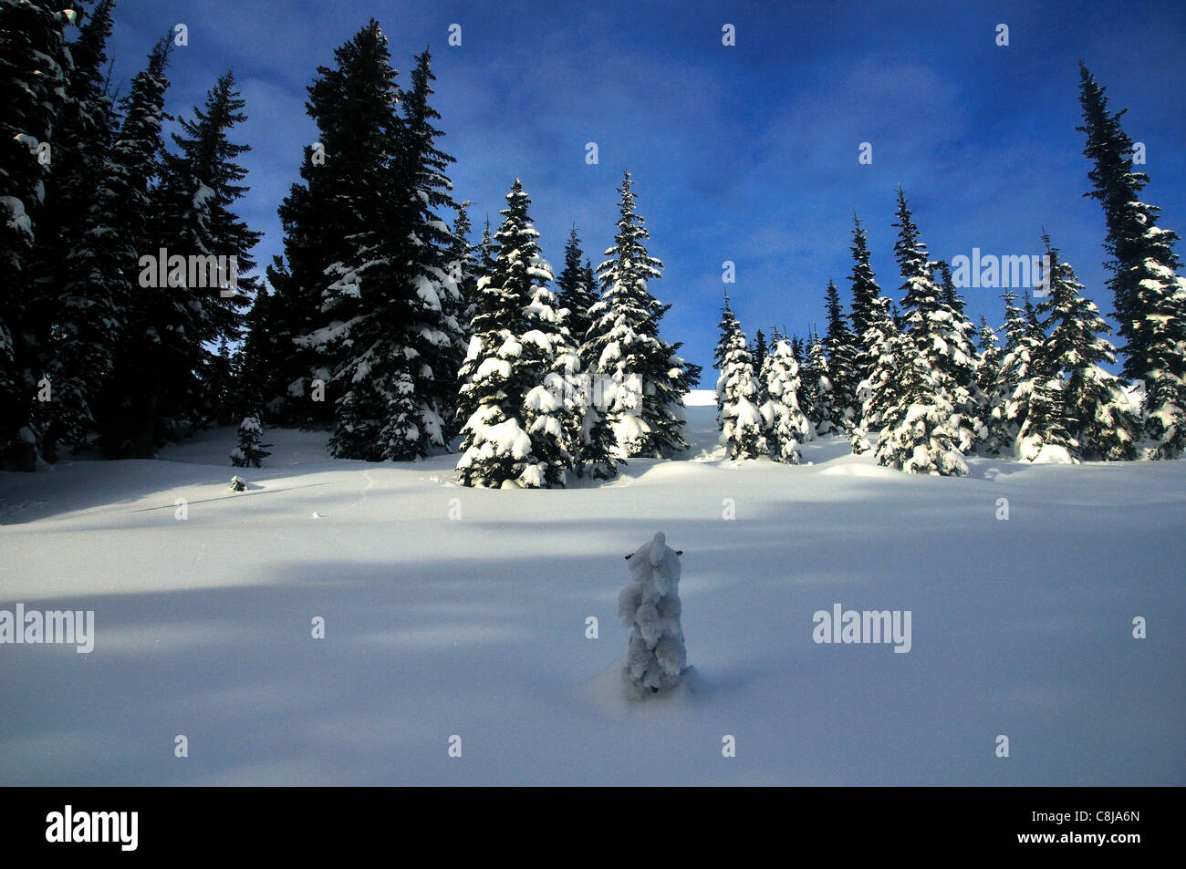 Ein wenig Schnee bedeckt Kiefer am Hang des West Mountain Stockfoto