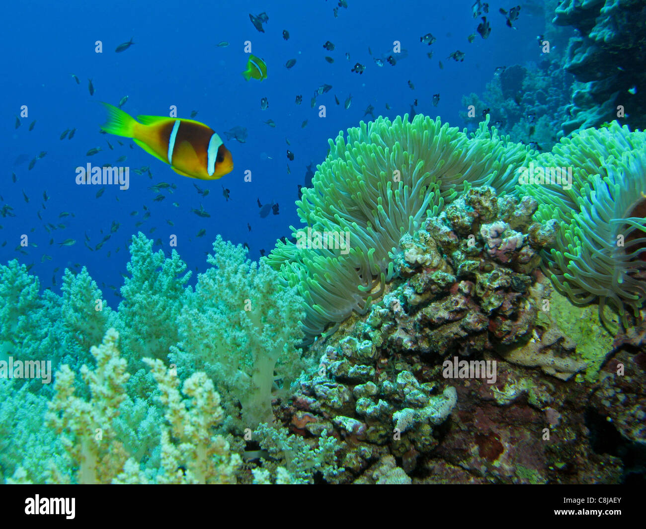 Rotes Meer Anemonenfische - Amphiprion bicinctus Stockfoto