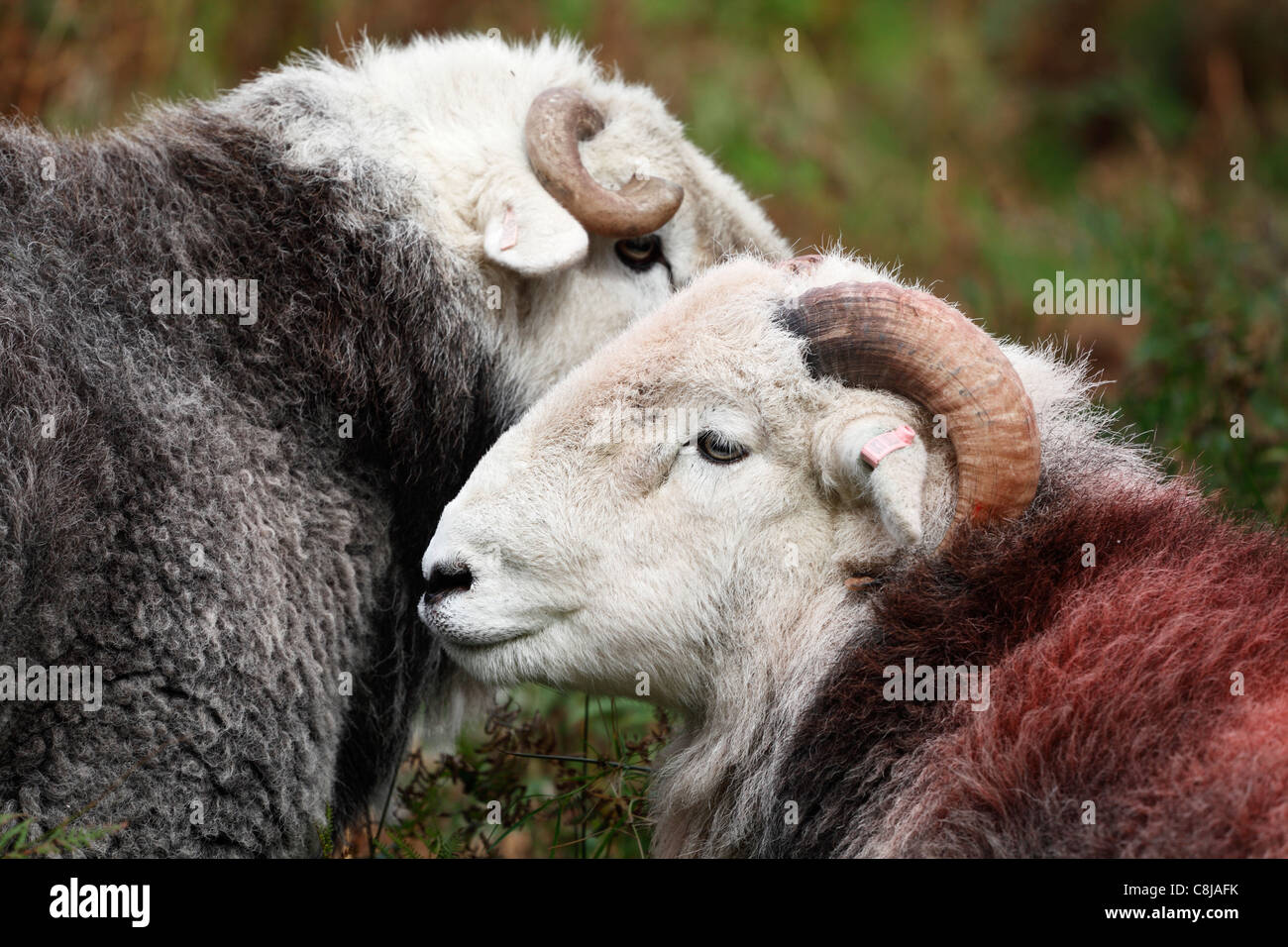 [Herdwick Schafe], 'close up' Kopf RAM, [Seitenprofil], "Lake District", Cumbria, England, UK Stockfoto