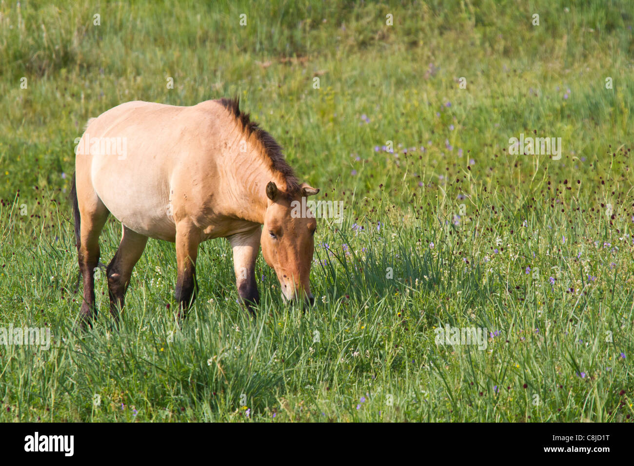 Przewalski-Pferd in einem Feld in der Mongolei Essen grass Stockfoto