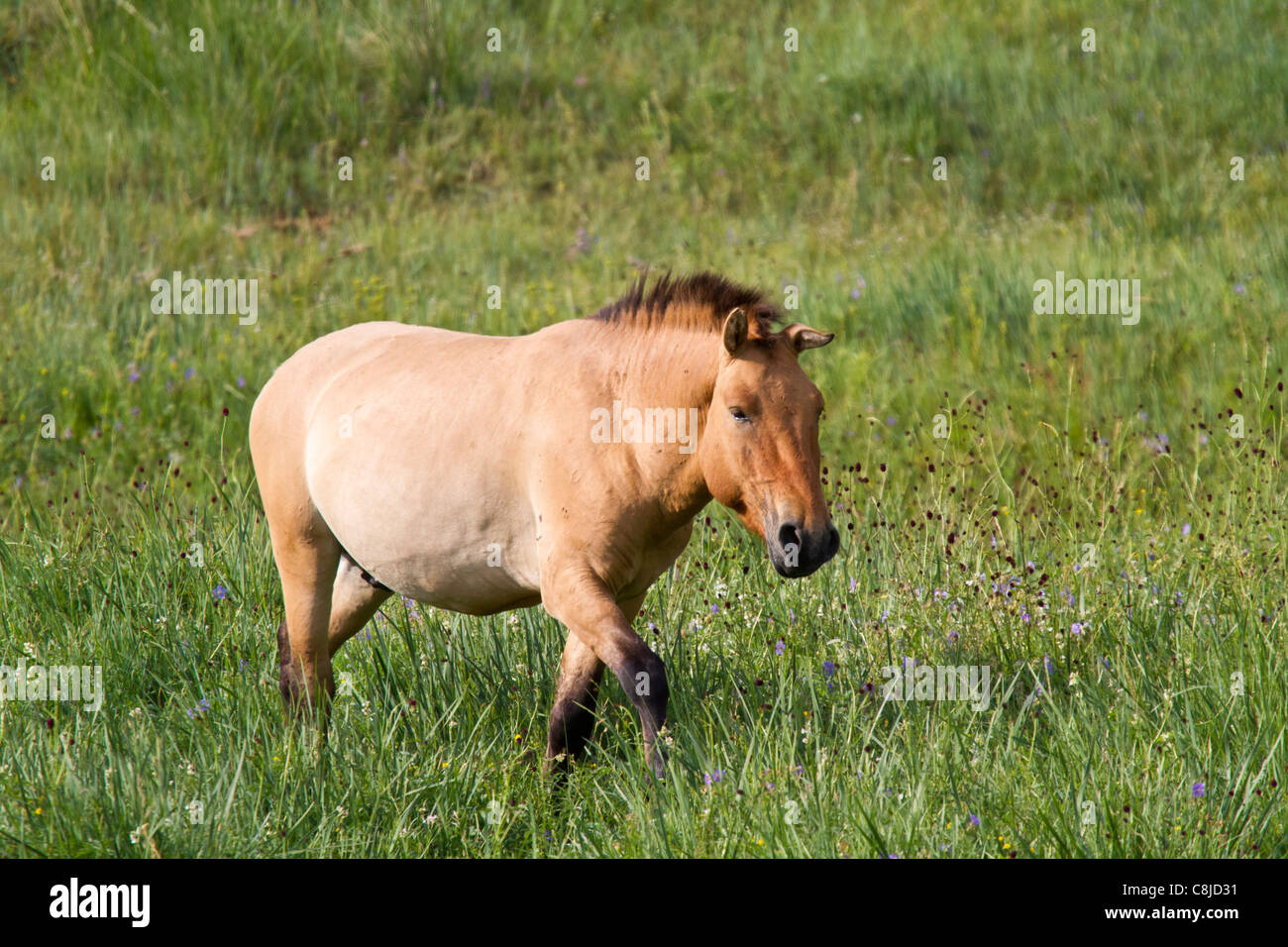 Przewalski-Pferd in einem Feld in der Mongolei Stockfoto