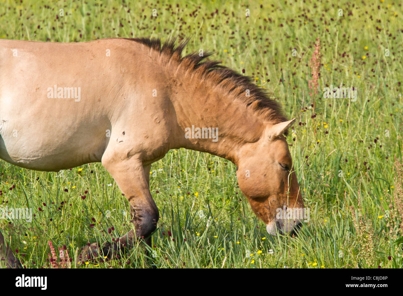 Przewalski-Pferd in einem Feld in der Mongolei Essen grass Stockfoto