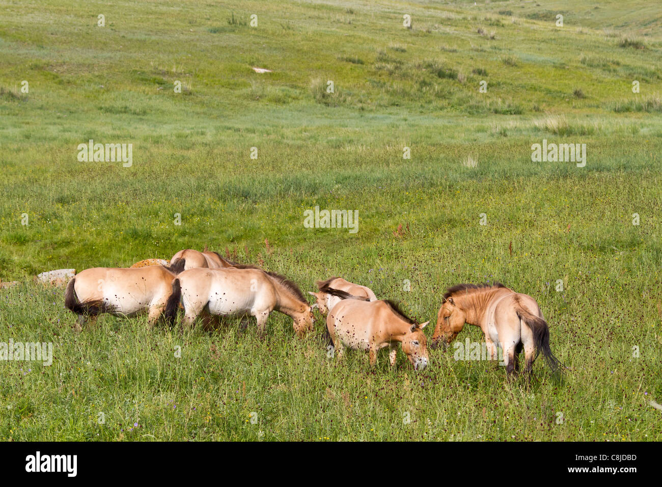 Przewalski-Pferde in einem Feld in der Mongolei Stockfoto