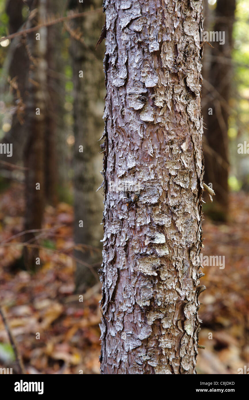 Rot-Fichte (Picea Rubens) entlang der Lehrpfad in der White Mountain National Forest of New Hampshire USA. Stockfoto